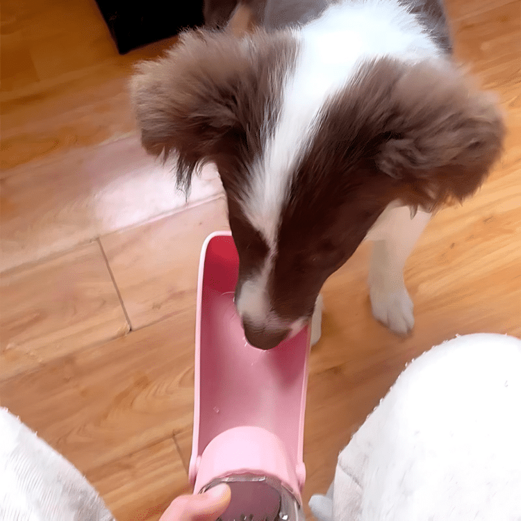 Gourde chien promenade Petite Soif 1 Gourde chien promenade Petite Soif 1